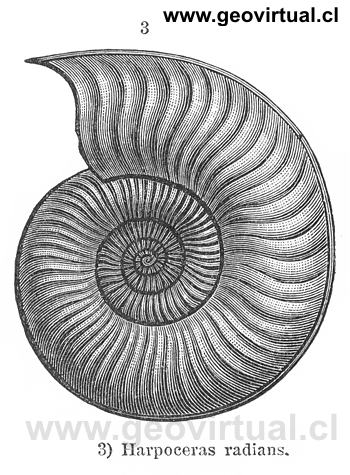Harpoceras radians un amonite