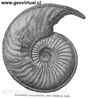 Amaltheus margaritatus un amonite del l�as medio
