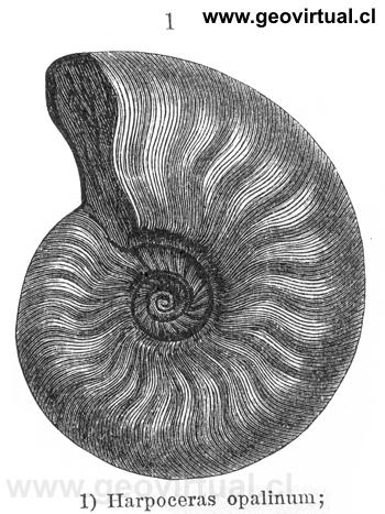 Harpoceras opalinum