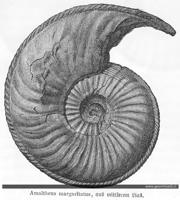 Amaltheus de Neumayr