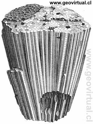 favosites de Neumayr (1897)