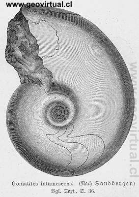 Goniatites intumescens de Neumayr