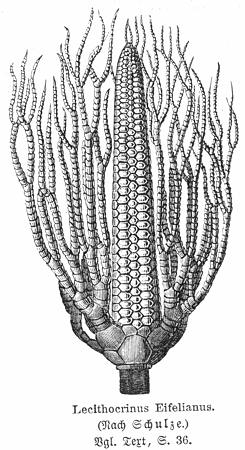 Lecithocrinus Eifelianus de Neumayr (1897)