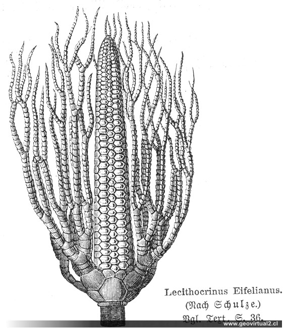 Lecithocrinus Eifelianus: Neumayr