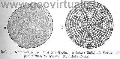 Nummulites sp. de HAAS (1902)