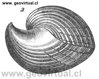 Pentamerus conchidium, de Rossm�ssler 1863