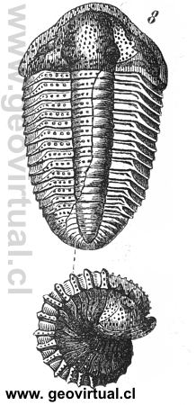 Calymene Blumenbachii un Trilobite - Rossm�ssler, 1863