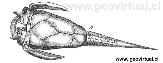 Pterichthys cornutus