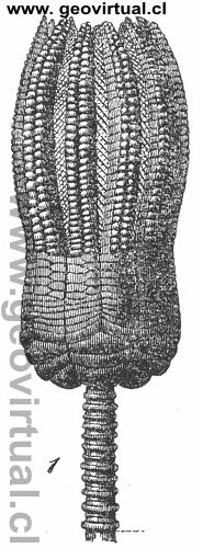 encrinus liliformis
