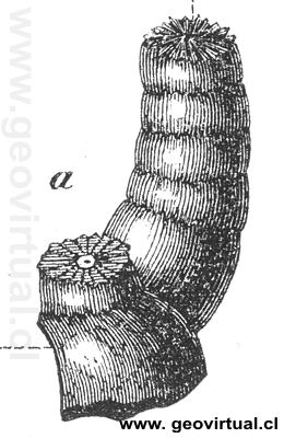 encrinus liliformis