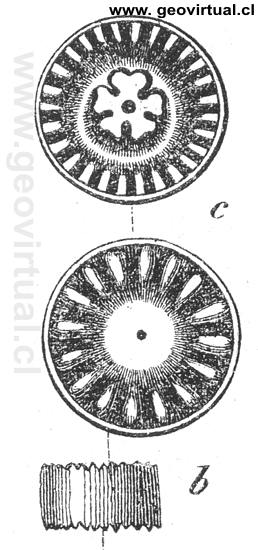 Segmentos de un encrinus liliformis