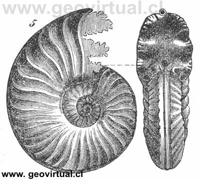 Staufenia (Costileioceras) sinon o Ammonites Murchisonae seg�n Rossm�ssler, 1863