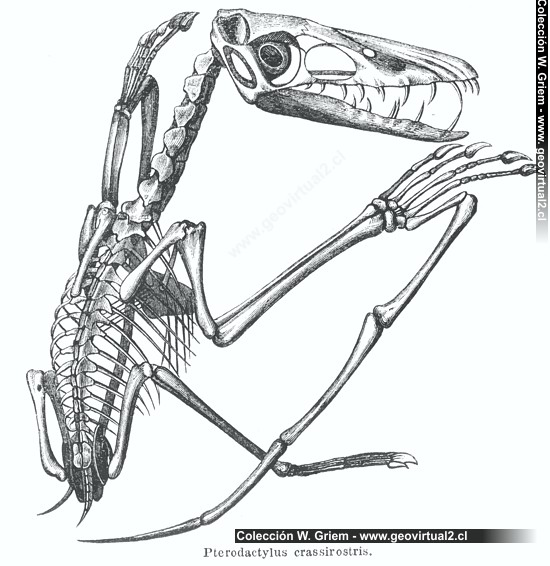 Pterodactylus crassirostris de Rossmässler, 1863