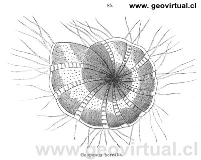 Geoponus borealis  un riz�podo (Rossm�ssler, 1863)