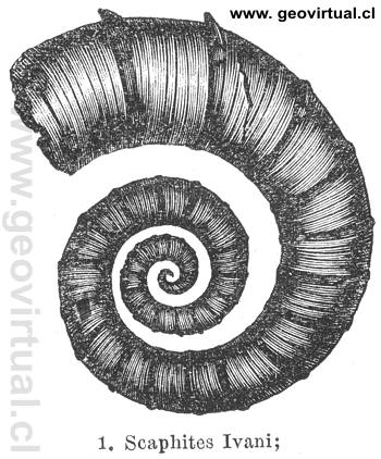 Scaphites Ivani