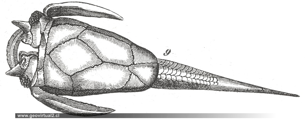 Pterichthys cornutus