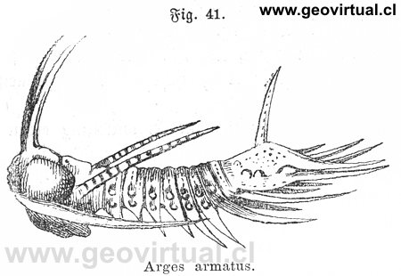 Ceratarges, Arges armatus de Siegmund, 1877
