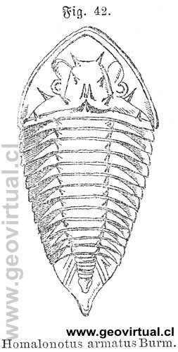 Homalonotus armatus de Siegmund, 1877