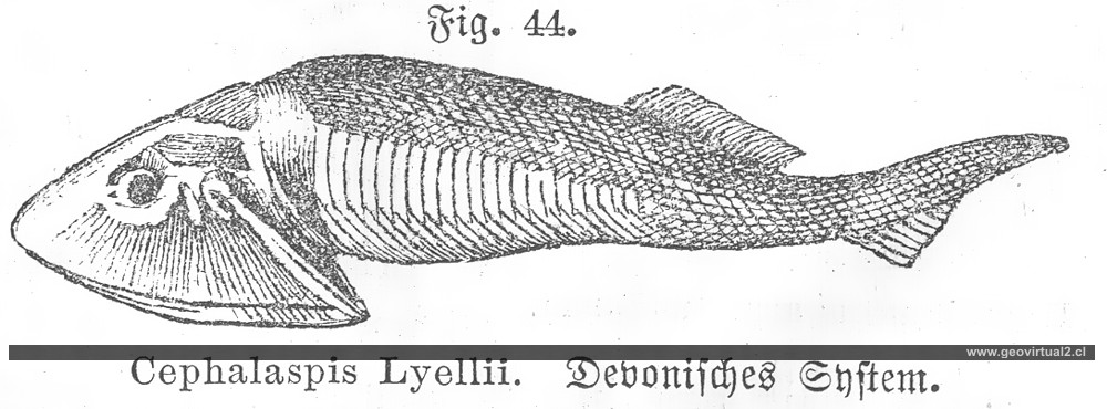 Cephalaspis Lyellii de Siegmund, 1877
