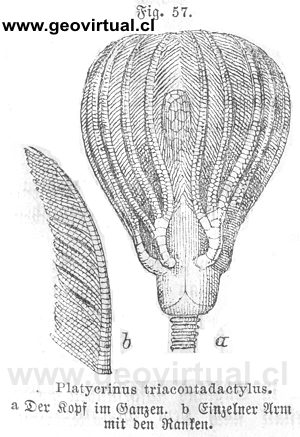 Platycrinites triacontadactylus de Siegmund, 1877