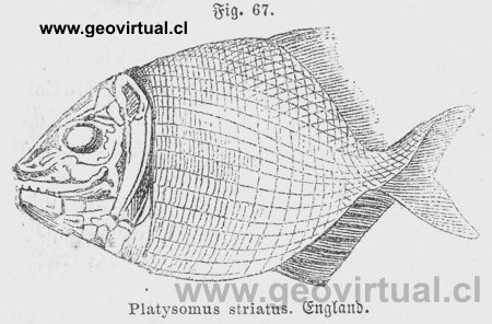 Platysomus striatus de Siegmund, 1877
