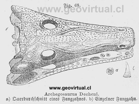 Archegosaurus Decheni de Siegmund 1877