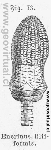 Encrinus liliiformis de Siegmund, 1877