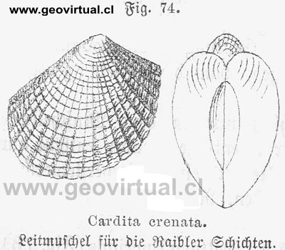 Cardita crenata de Siegmund, 1877