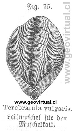 Terebratula vulgaris (Siegmund, 1877)