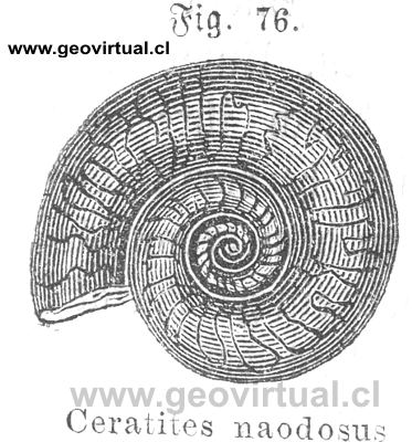Ceratites nodosus de Siegmund, 1877