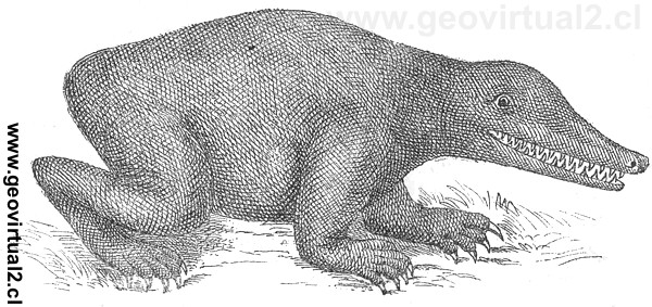 Reconstrucci�n de un Labyrinthodon salamandroides de Siegmund, 1877