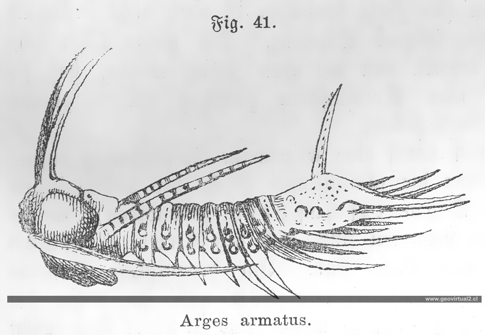 Siegmund: Arges Armatus