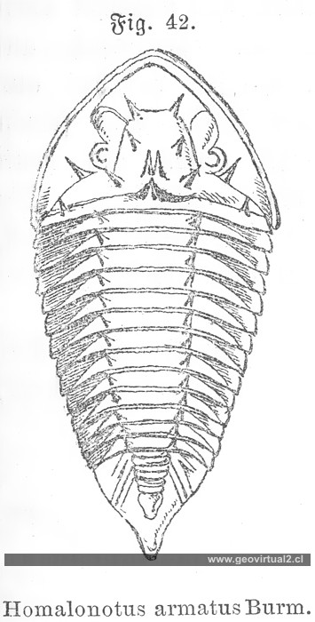 Homalonotus armatus (Burmeister)