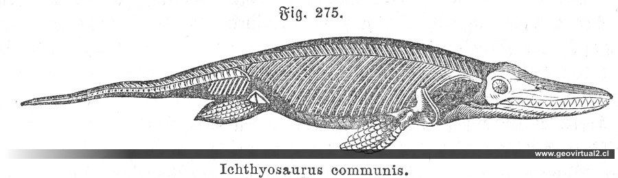 Ichthyosaurus