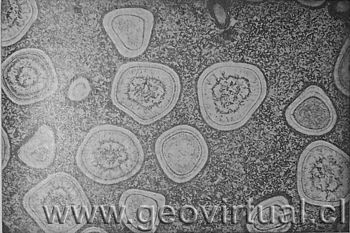 diorita orbicular - "Napoleonita" de Treptow