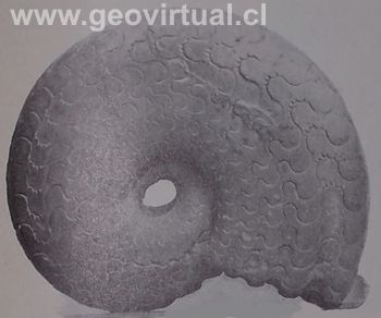 ceratites nodosus