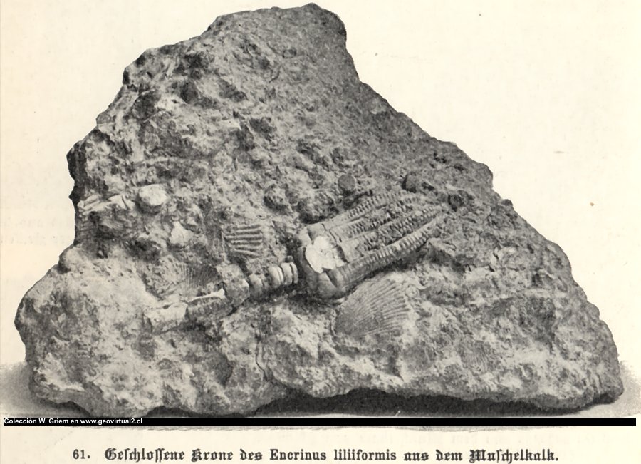 encrinus liliiformis