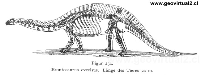 Brontosaurus excelsus