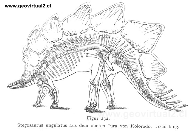Stegosaurus de Walther, 1908