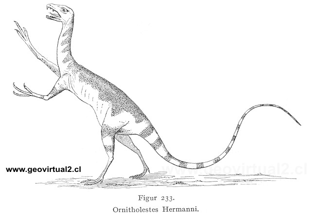 Ornitholestes Hermanni