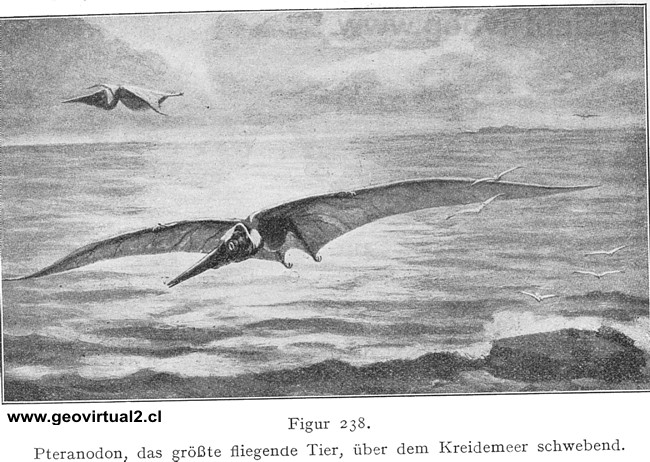 Pteranodon de Langley, publicado en Walther 1908