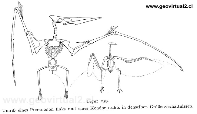 Pteranodon y Condor