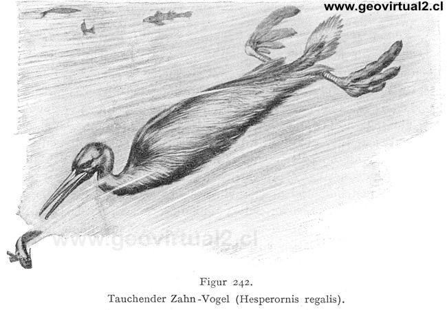 Hesperornis regalis