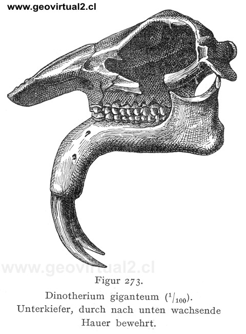 Dinotherium