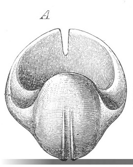 Bellerophon del carbonífero