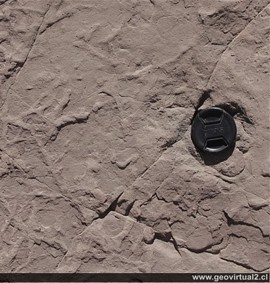 Bioturbación en Atacama