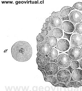 Caliza oolítica de Rossmässler, 1863