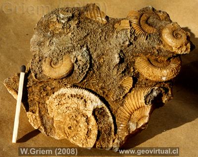 Ammonites: Dactylioceras