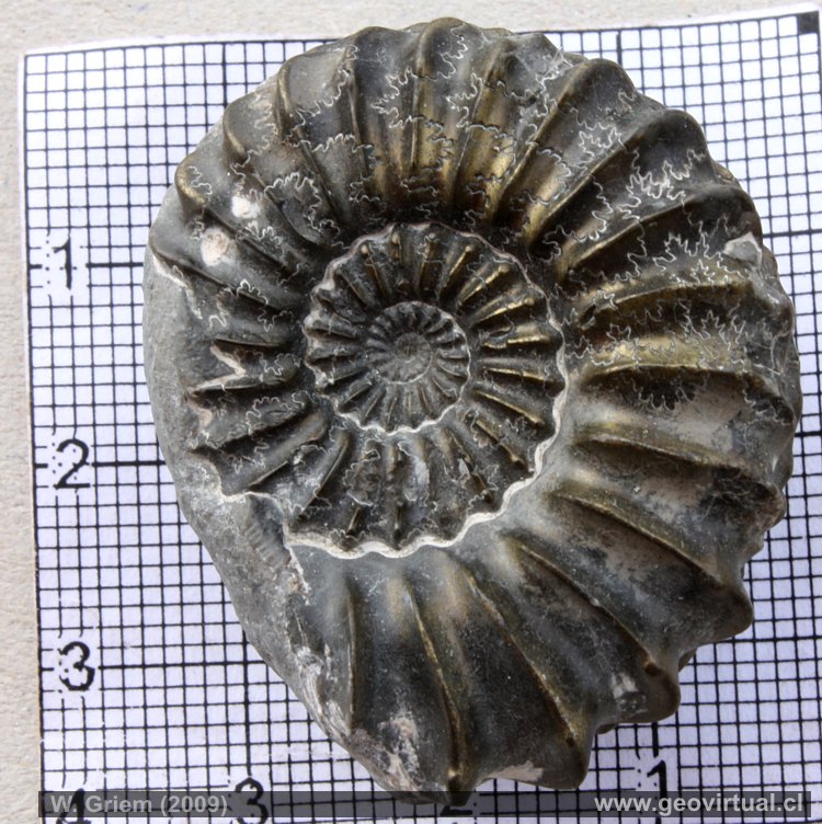Fosiles Y Paleontologia Ammonite Amaltheus
