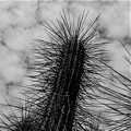 Cactus en el desierto Atacama
